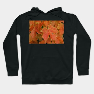 Maples! Hoodie